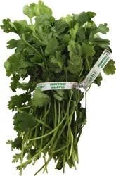 Cilantro
