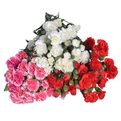 Bachman's Mini Carnations, Assorted Colors