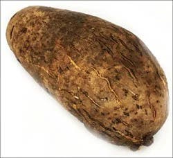 Cuscus Yam
