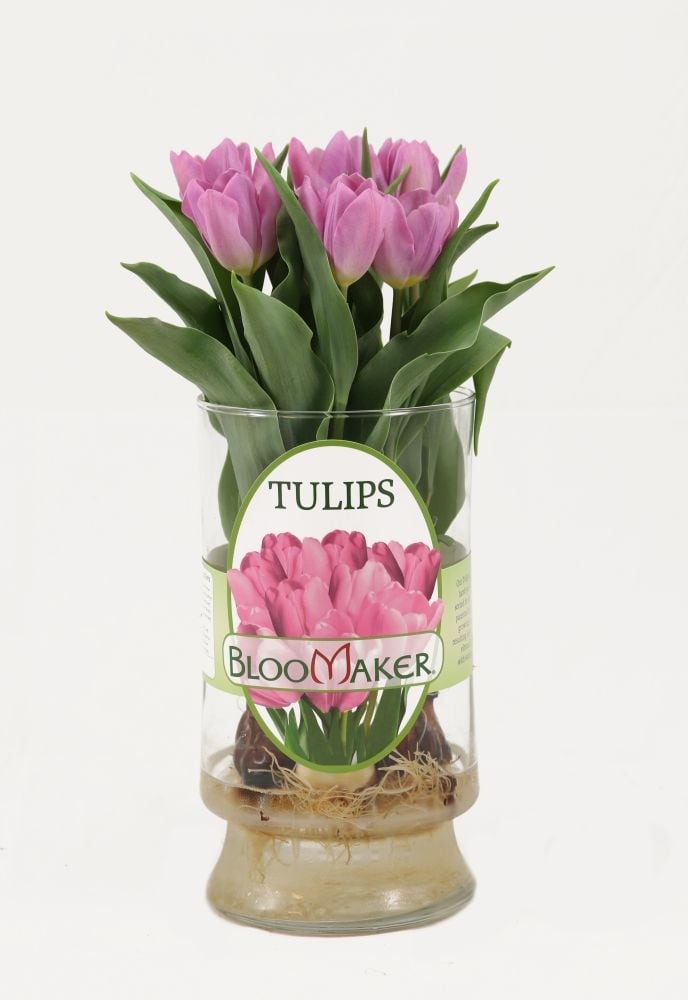 slide 1 of 1, Mixed Specialty Case Tulips, 9 in