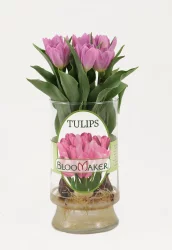 Mixed Specialty Case Tulips