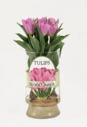 Mixed Specialty Case Tulips