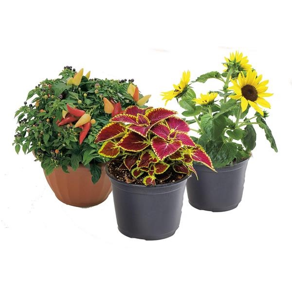 slide 1 of 1, Mixed Autumn Planters, 1 ct