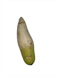Daikon Radish