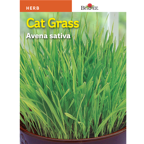 slide 1 of 1, Burpee Cat Grass Seeds, 1 ct