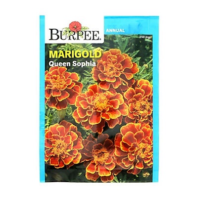 slide 1 of 1, Burpee Marigold, Queen Sophia Flower Seeds, 1 ct