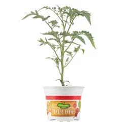 Bonnie Foodie Fresh Summer Sandwich Tomato
