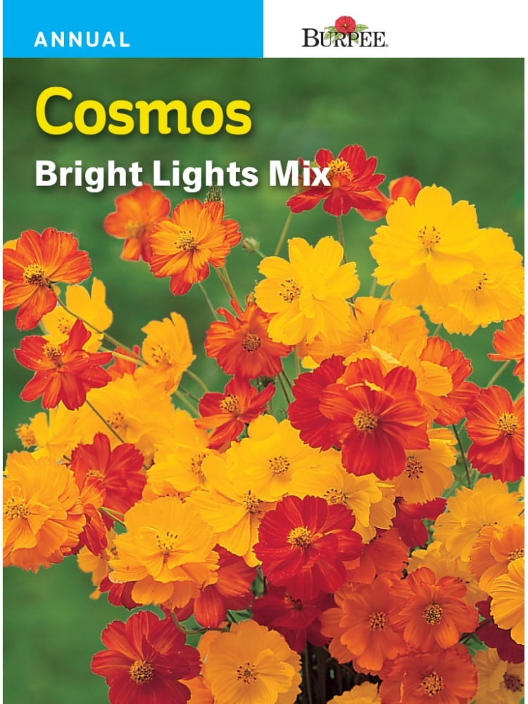 slide 1 of 1, Burpee Cosmos Bright Lights Mixed Seeds - Multi-Color, 1 ct