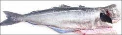 Fish-Whole Pollock