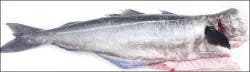 Fish-Whole Pollock