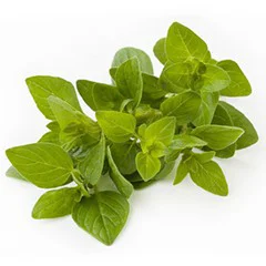 Oregano Fresh