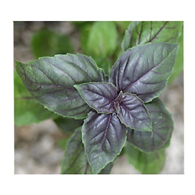 slide 1 of 1, Natures Herb Farm Amethyst Basil, 6 in