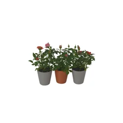 Mini Rose, 2" Ceramic Pot, Colors May Vary