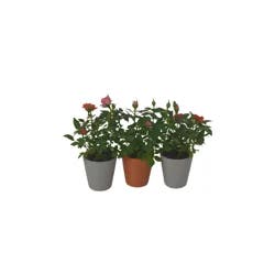 Mini Rose, 2" Ceramic Pot, Colors May Vary