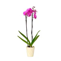 Bloom Haus 5-Inch Potted Orchid, 5 in