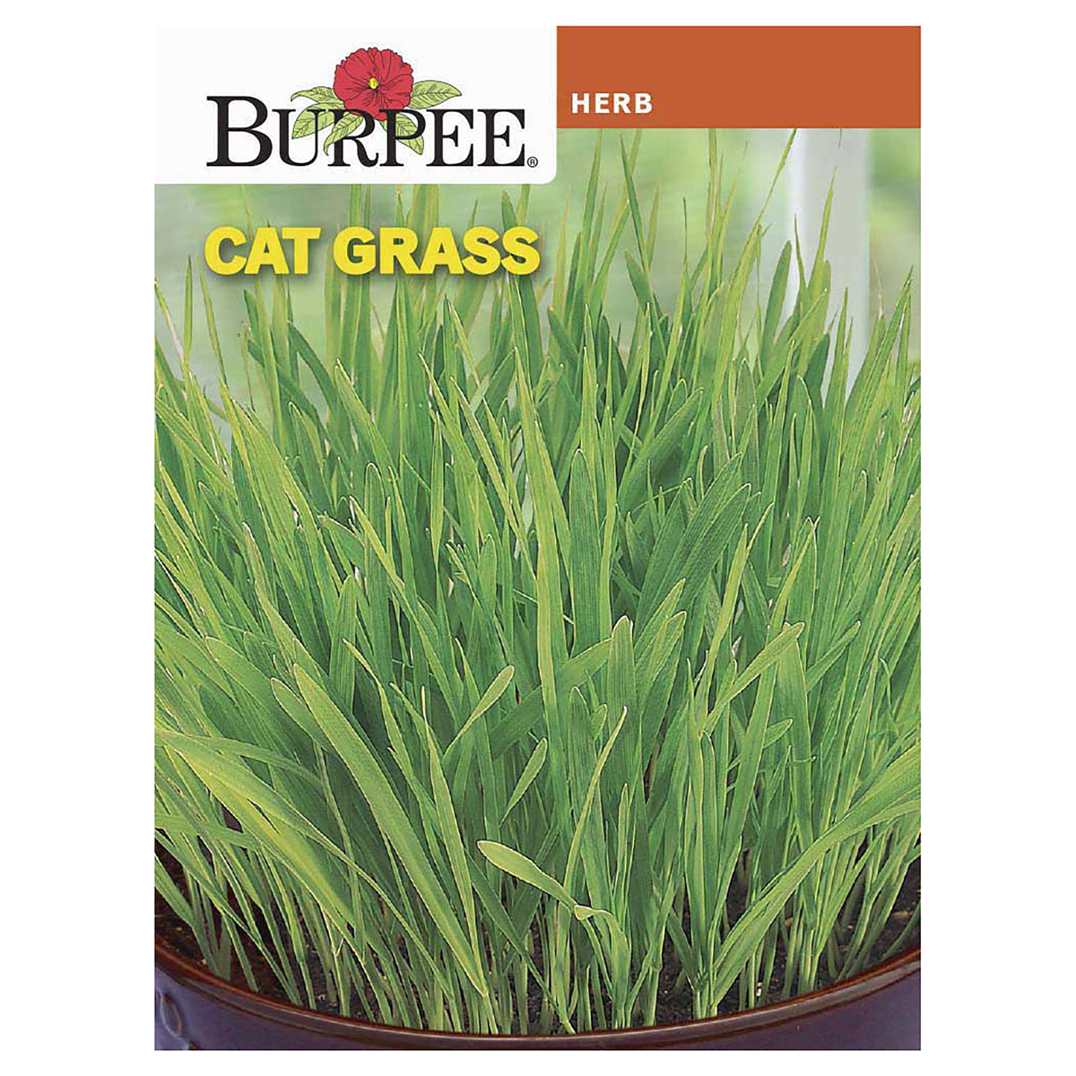 slide 1 of 5, Burpee Herb Cat Grass Seeds, 1 ct