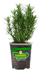 Bonnie 4.5 inch Rosemary