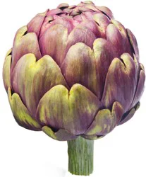 Purple Artichokes, Large