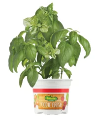 Bonnie Foodie Fresh Presto Pesto Basil