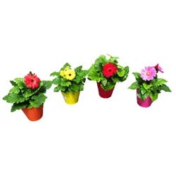 6.5 Premium Vase Planter