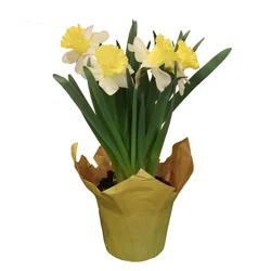 Hy-Vee Daffodil 6"