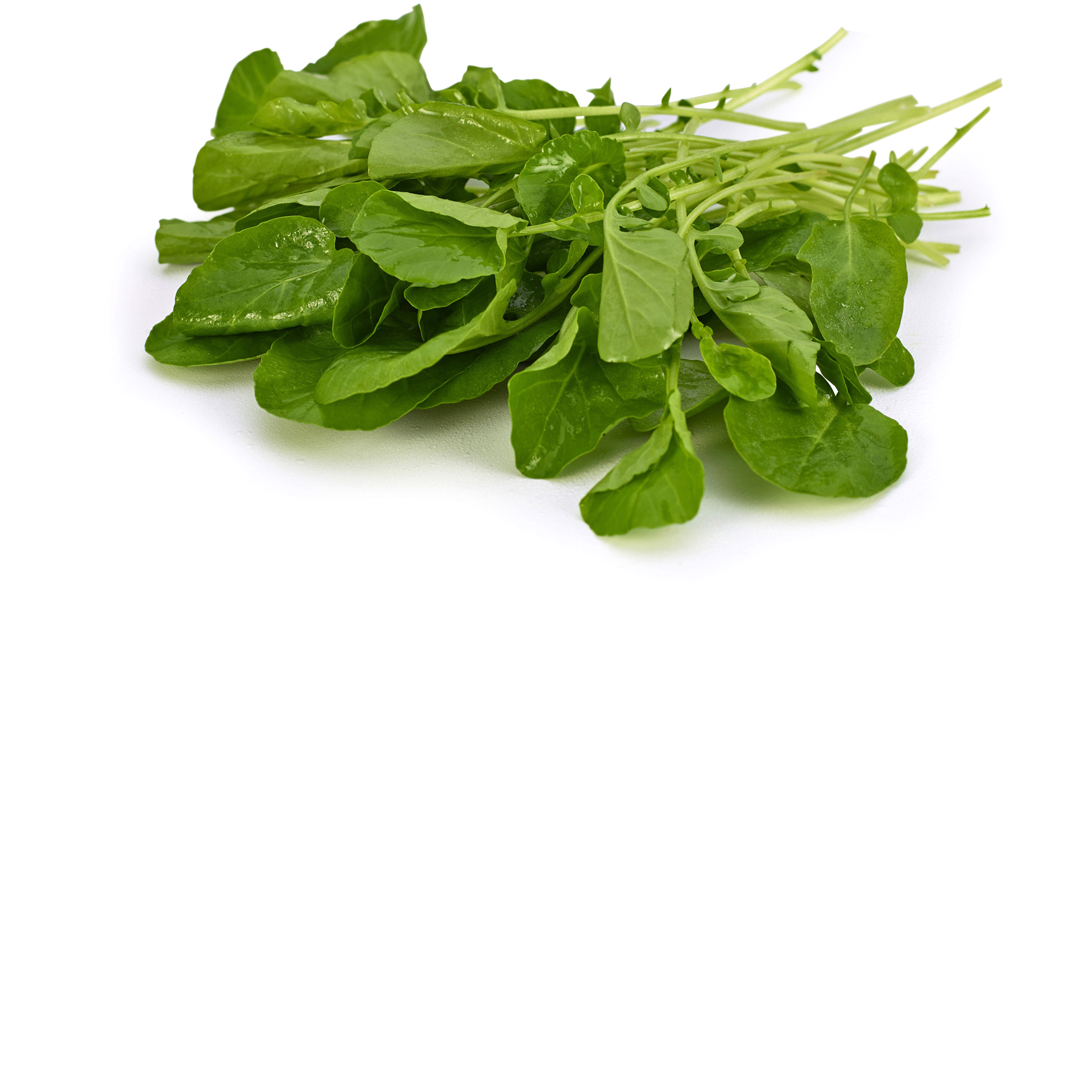 slide 1 of 5, Pete's Live Gourmet Living Upland Cress, 1 ct