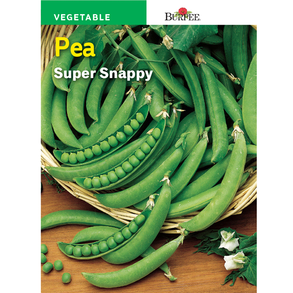 slide 1 of 1, Burpee Snap Pea Super Snappy Seeds, 1 ct