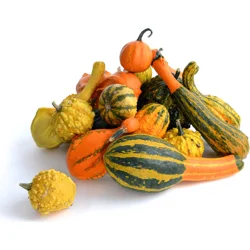 Gourds Ornamental
