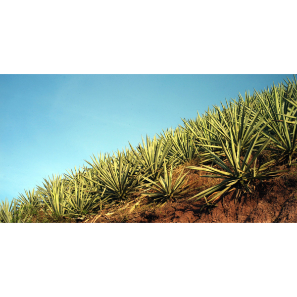 slide 20 of 25, Del Maguey Crema Del Mezcal, 750 ml