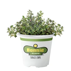 Bonnie Plants German Thyme