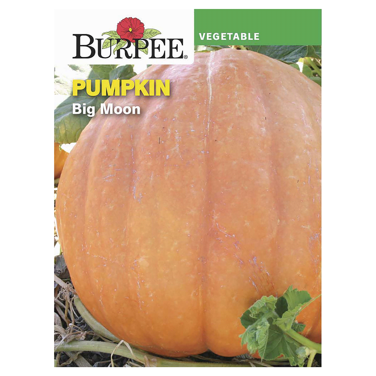 slide 1 of 5, Burpee Pumpkin Big Moon Seeds, 1 ct