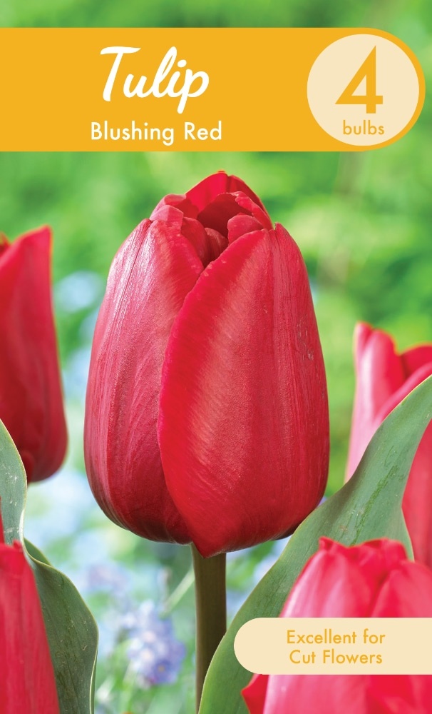 slide 1 of 1, Garden State Bulb Blushing Red Tulip Bulbs, 4 ct