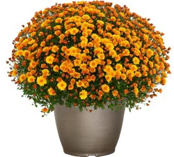 Andy Mast Greenhouse Hardy Mum