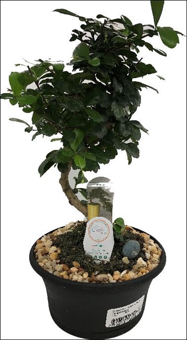 slide 1 of 1, Angel Plants 7 Bonsai Foliage 1 Ea, 1 ct