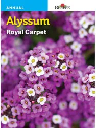 Burpee Alyssum Royal Carpet Seeds - Purple