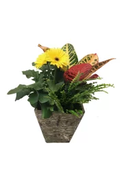 Gerbera Crate Garden