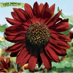 High Mowing Organic Seeds Velvet Queen Sunflower Seeds