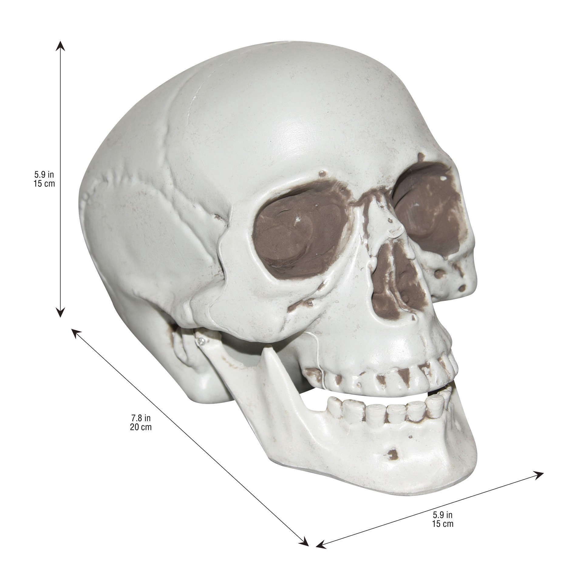 slide 3 of 3, 7" Skull By Ashland, 7 in
