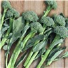 slide 7 of 9, Bonnie Plants Broccoli - Artwork, 606 pk