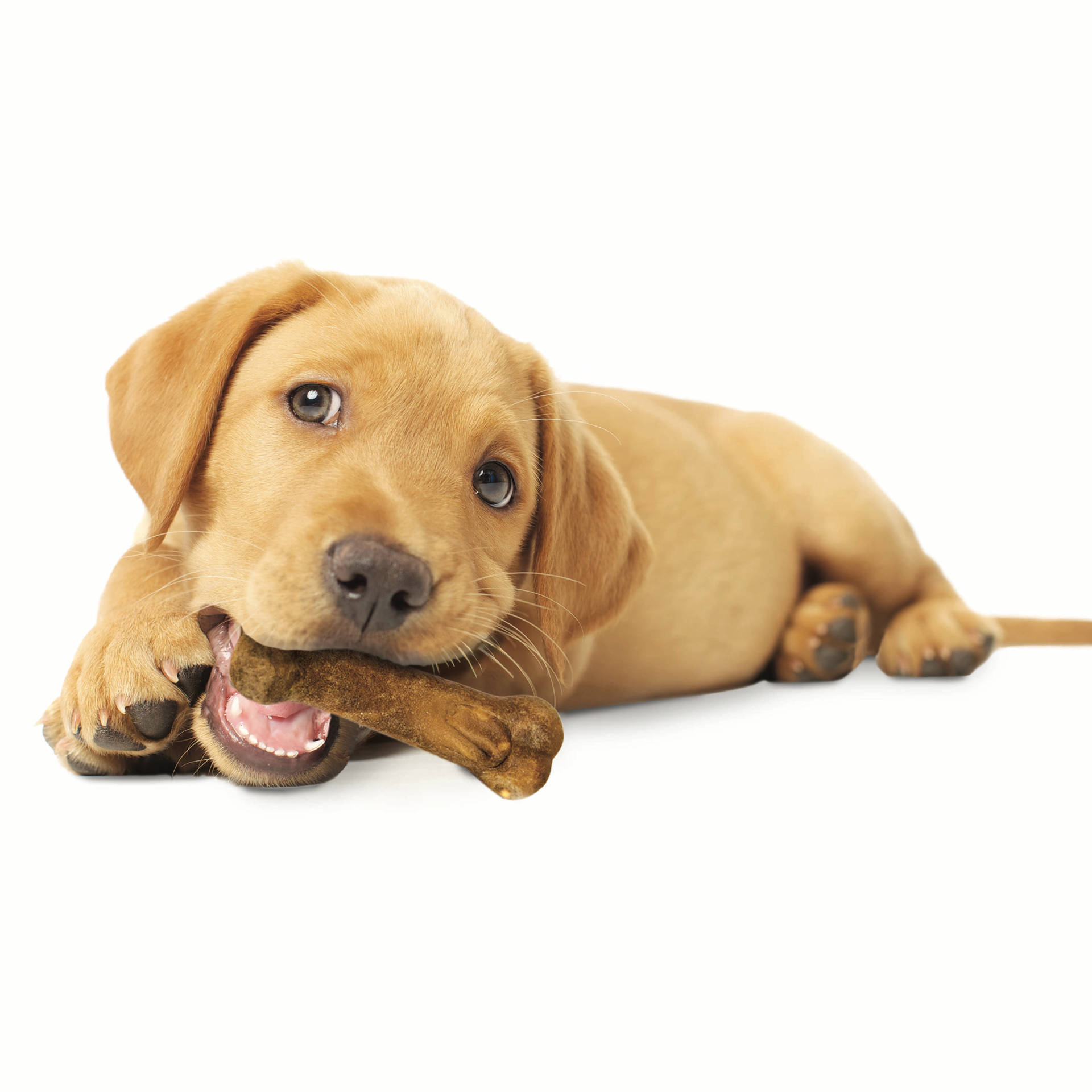 slide 10 of 10, Nylabone Healthy Edibles Puppy Animal-Shaped Lamb & Apple Dog Chew Treats Small/Regular - Up to 25 Ibs.(3 Count), 3 ct