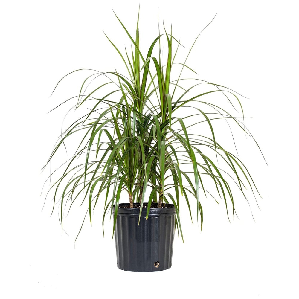 slide 1 of 1, Dracaena Foliage, 10 in