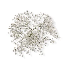 Bloom Haus Fresh Cut Baby's Breath