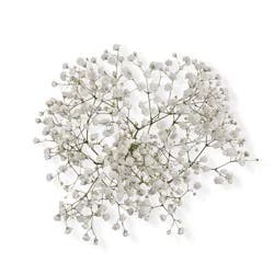 Bloom Haus Fresh Cut Baby's Breath