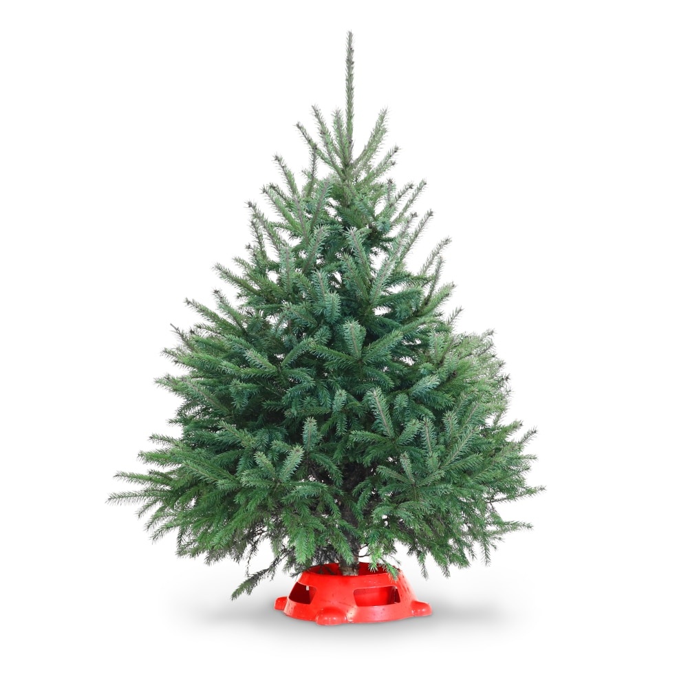 slide 1 of 1, Black Hill Spruce Tabletop Christmas Tree 3 - 4 Ft, 1 ct