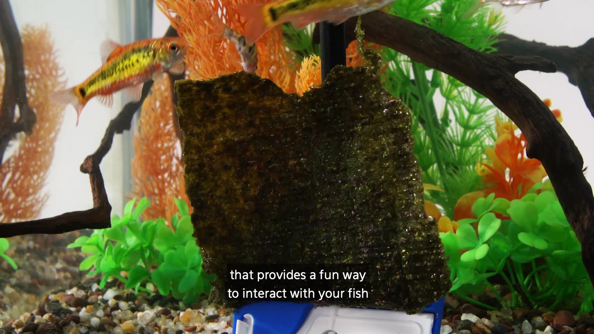 slide 5 of 10, Aqueon Proscraper 3.0 Short Algae Scraper, 1 ct