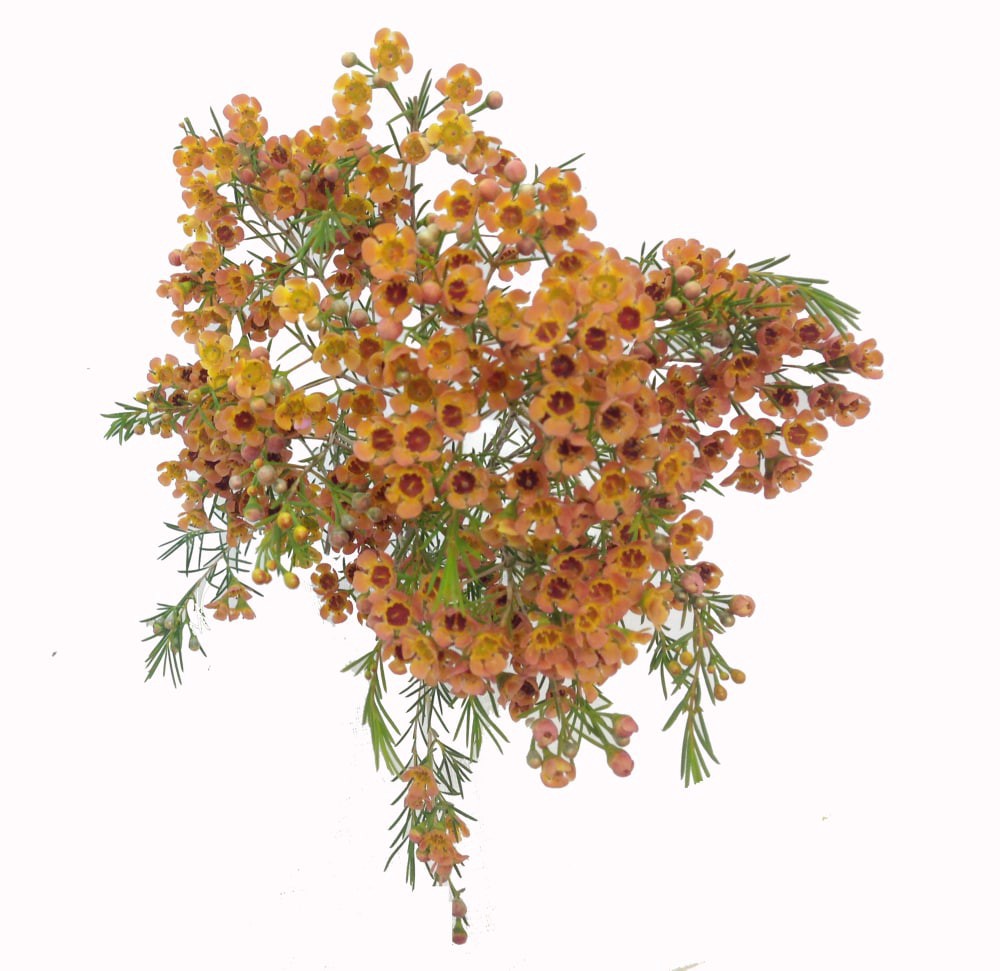 slide 2 of 2, Wax Flower Bouquet, 5 ct