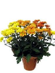 Blooming Easter Egg Mum
