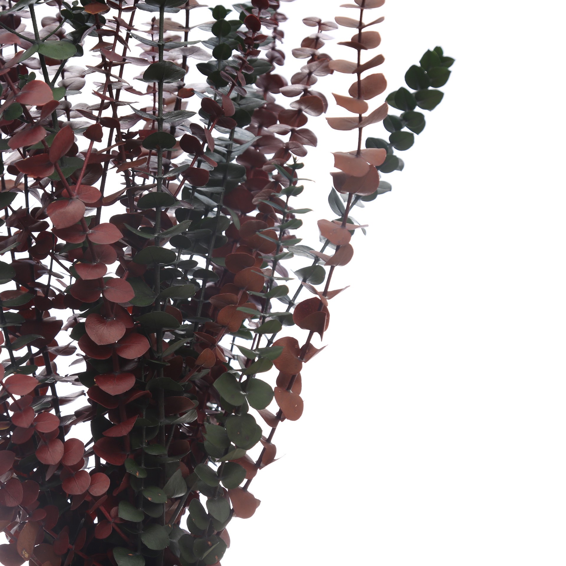 slide 2 of 2, Dried Eucalyptus Bundle By Ashland, 24 in