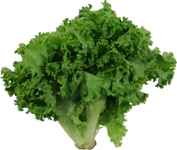 Organic - Leaf Lettuce - Green