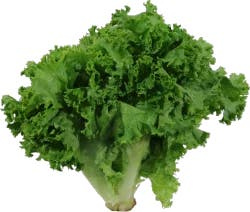 Organic - Leaf Lettuce - Green